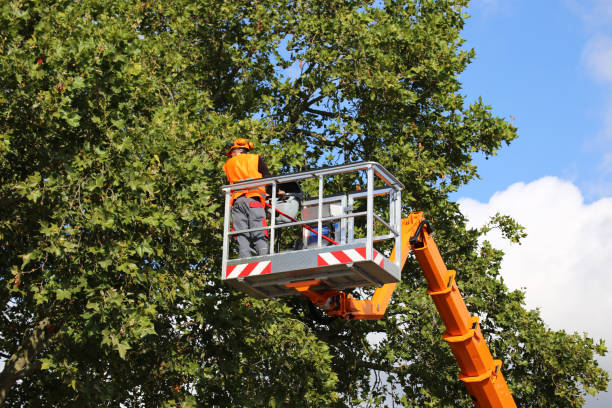 Best Tree Risk Assessment  in Hazen, AR