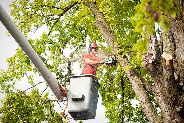 Why Choose Our Tree Removal Services in Hazen, AR?